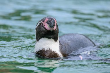 Bir Humboldt pengueni (Spheniscus humboldti) Avustralya hayvanat bahçesinde, kışın bulutlu bir günde