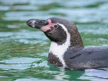 Bir Humboldt pengueni (Spheniscus humboldti) Avustralya hayvanat bahçesinde, kışın bulutlu bir günde