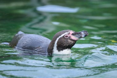 Bir Humboldt pengueni (Spheniscus humboldti) Avustralya hayvanat bahçesinde, kışın bulutlu bir günde