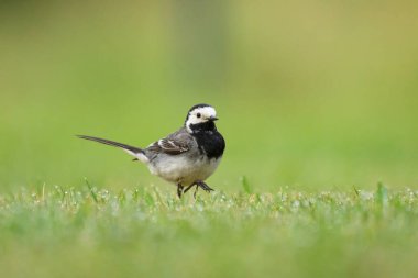 Beyaz bir Wagtail yaz sabahı çayırda koşuyor.