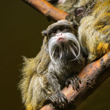 İmparator Tamarin 'in portresi (Saguinus imperator) hayvanat bahçesindeki bir tahta parçasının üzerinde duruyor.