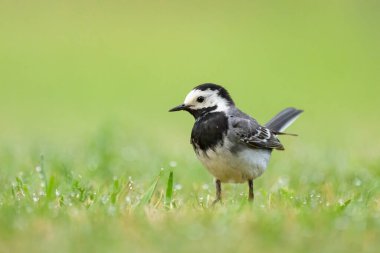 Beyaz bir Wagtail yaz sabahı çayırda koşuyor.
