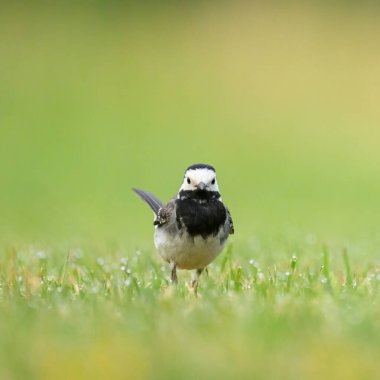 Beyaz bir Wagtail yaz sabahı çayırda koşuyor.