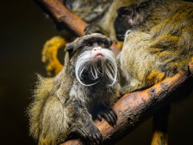 İmparator Tamarin 'in portresi (Saguinus imperator) hayvanat bahçesindeki bir tahta parçasının üzerinde duruyor.