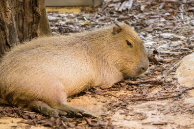 Portrait of a capivara lying on the ground in a zoo, cloudy day in winter clipart