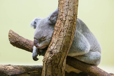 Şirin küçük bir koala (Phascolarctos cinereus) hayvanat bahçesindeki bir ağaçta uyuyor.