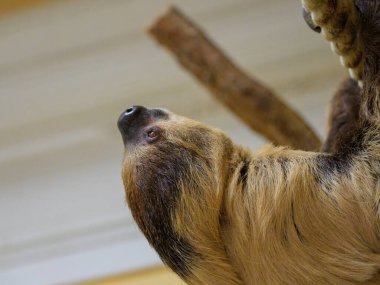 A two toed sloth climbing on a rope in a zoo clipart