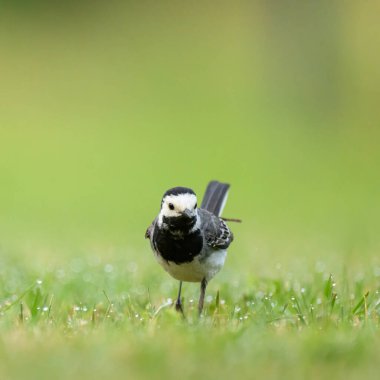 Beyaz bir Wagtail yaz sabahı çayırda koşuyor.