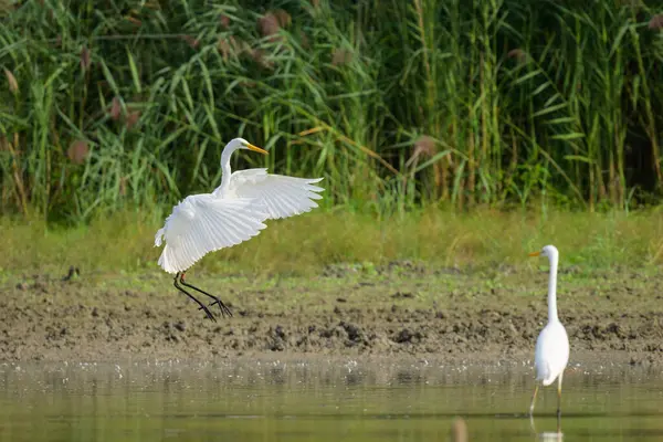 stock image A Great Egret landing near a pond, sunny day in autumn in Lower Austria