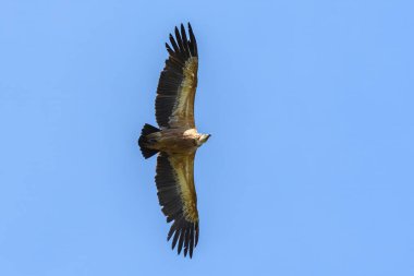 Güneşli bir günde uçan bir griffon akbabası (Gyps fulvus), mavi gökyüzü, Cres (Hırvatistan))