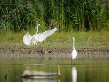 Aşağı Avusturya 'da sonbaharda güneşli bir günde, Büyük Akbalıkçıl bir göletin yakınına iniyor.