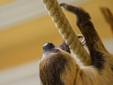 A two toed sloth climbing on a rope in a zoo clipart