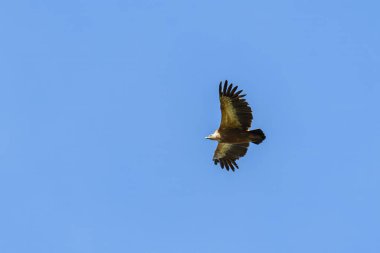 Güneşli bir günde uçan bir griffon akbabası (Gyps fulvus), mavi gökyüzü, Cres (Hırvatistan))