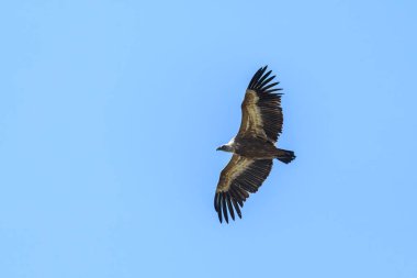 Mavi gökyüzünde uçan bir kızıl akbaba (Gyps fulvus)