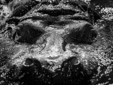 Closeup portrait of a Hippo (Hippopotamus amphibius) in a zoo (Vienna, Austria) clipart