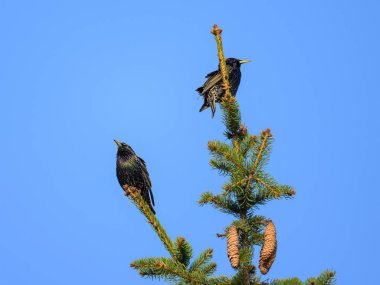 İki sığırcık bir ağaçta oturuyor, ilkbaharda güneşli bir gün, mavi gökyüzü