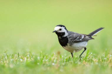 Beyaz bir Wagtail yaz sabahı çayırda koşuyor.