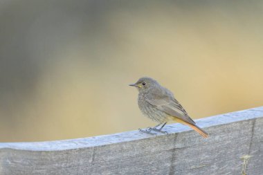 Tahta bir çitin üzerinde oturan siyah bir Kızıl Yazın güneşli bir günü İtalyan Alplerinde
