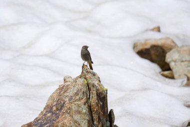 A Black Redstart sitting on a rock, sunny day in summer in the Italian Alps clipart