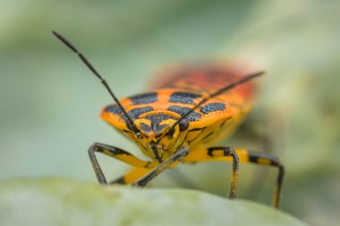 Yeşil yapraklı bir çift küçük fundalık (Eurydema ventralis), yazın güneşli bir gün, Viyana (Avusturya))