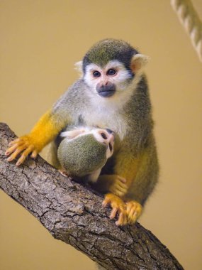 A Guianan squirrel monkey sitting on a branch, mother with child, breast feeding clipart
