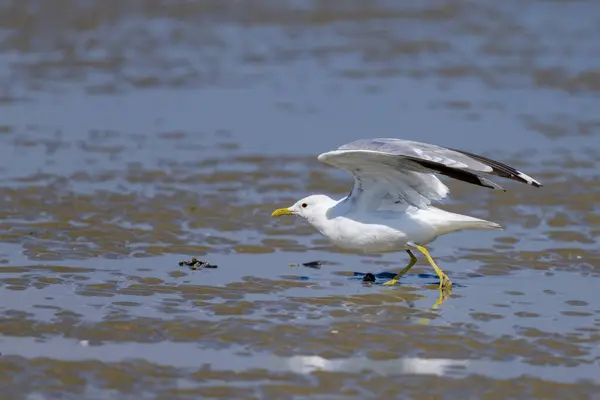 A Mew gull on a beach in northern France on a sunny day in summer, taking off
