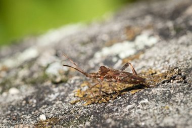 A Western conifer seed bug sitting on a rock, sunny day in autumn (Austria) clipart