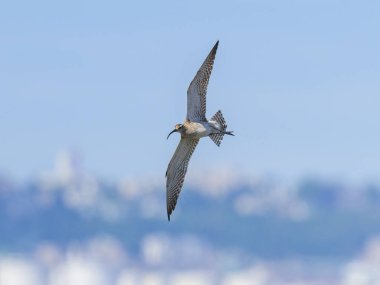 A Whimbrel in flight on a sunny day in summer, coast in northern France clipart