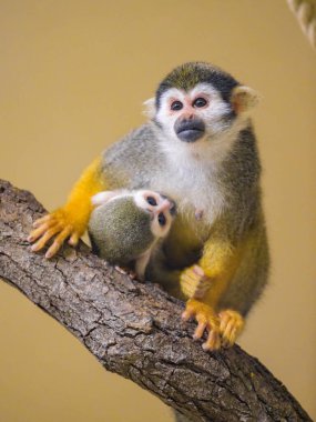 A Guianan squirrel monkey sitting on a branch, mother with child, breast feeding clipart