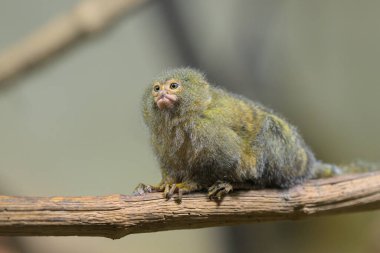 Hayvanat bahçesindeki bir dalda oturan şirin bir pigme marmoset (Cebuella pigmaea).