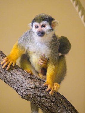 A Guianan squirrel monkey sitting on a branch, mother with child clipart