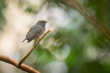 Mavi destekli bir Manakin hayvanat bahçesinde yeşil yapraklı bir dalda oturuyor.