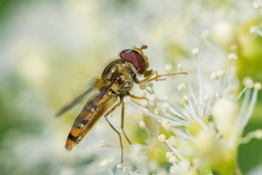 A marmalade hoverfly (Episyrphus balteatus) feeding on a white flower, sunny day in summer, Vienna (Austria) clipart