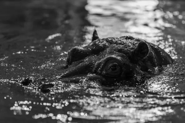 Bir hayvanat bahçesinde (Viyana, Avusturya) bir Hippo 'nun (Hippopotamus amfibisinin) yakın plan portresi)