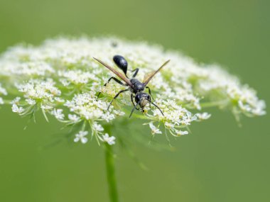 A Mexican Grass-carrying Wasp (Isodontia mexicana) feeding on a white flower, sunny day in summer, Vienna (Austria) clipart