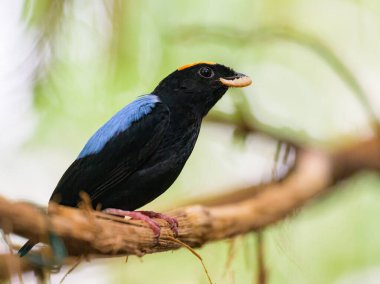 A Blue backed Manakin sitting on a branch in a zoo, eating a worm clipart