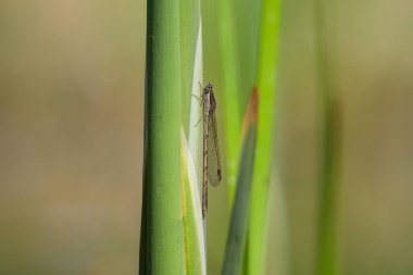 Yaygın bir kış kelebeği (Sympecma fusca) bir yaprak üzerinde dinleniyor, bahar zamanı, Viyana (Avusturya))