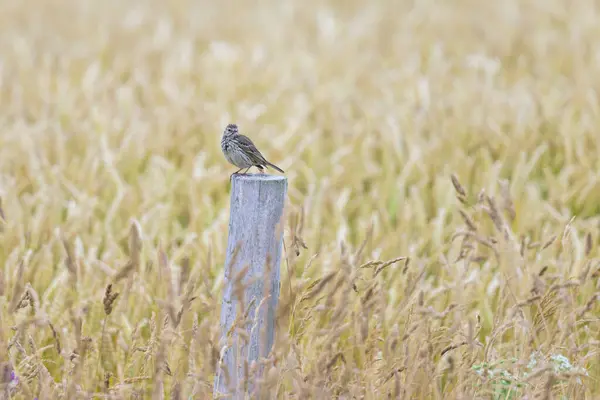 stock image A Meadow Pipit sitting on piece of wood in a field, sunny day in summer, northern France