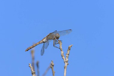 A common darter dragonfly (Sympetrum striolatum) resting in the sun, sunny day in summer, blue sky, Croatia clipart