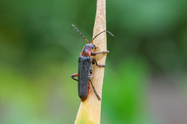 Kırsal bir Sailor Beetle (Cantharis rustica) bir yaprak üzerinde dinleniyor