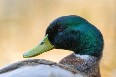 Baharın güneşli akşamında bir göletin kenarında dinlenen erkek yaban ördeğinin portresi.