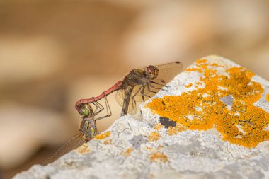A pair of common darter dragonflies mating, resting on a rock clipart