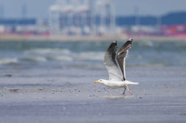 A Great black backed gull flying over the beach, sunny day in summer, northern France clipart