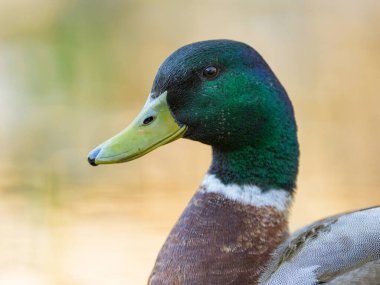 Baharın güneşli akşamında bir göletin kenarında dinlenen erkek yaban ördeğinin portresi.