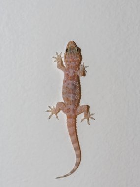 Hırvatistan 'ın başkenti Akdeniz Evi Gecko (Hemidactylus turcicus) duvara tırmanıyor