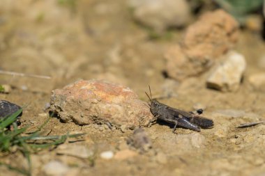 A small grasshopper (Aiolopus strepens) sitting on the ground, sunny day in springtime, Cres Croatia clipart