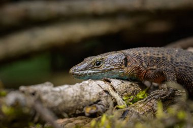 Dallar arasında dinlenen mavi boğazlı bir kertenkele (Algyroides nigropunctatus), Cres (Hırvatistan))