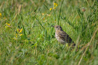 A Meadow Pipit standing in a meadow, sunny day in summer, northern France clipart