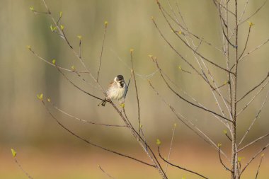 A Common Reed Bunting sitting on a twig, sunny morning in springtime clipart