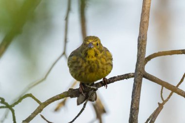 Güzel bir sarı çekiç dalda oturuyor, baharda güneşli bir sabah, Avusturya